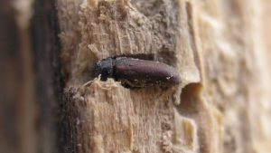 Tarli del legno: come riconoscere la loro presenza?