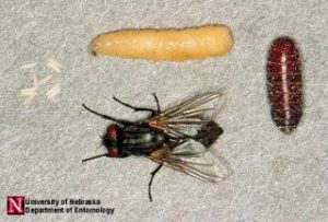 ciclo della mosca domestica