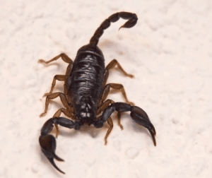 Scorpioni in Italia