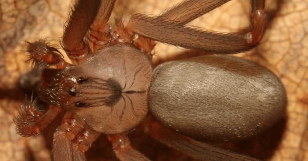 Foto di un Ragno recluso bruno Loxosceles reclusa, un ragno velenoso in Italia