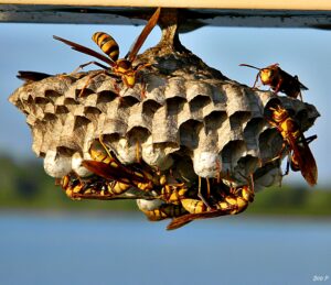 Foto di un nido di vespe cartonaie, foto di Bob peterson Polistes Major paper wasp