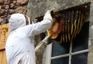 Immagine di un operatore con tuta apeprotettiva mentre rimuovere un nido di api foto di max Westby