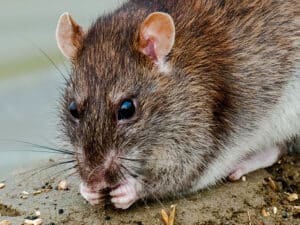 Brown rat, Rattus norvegicus, Wanderratte by Sonja & Roland
