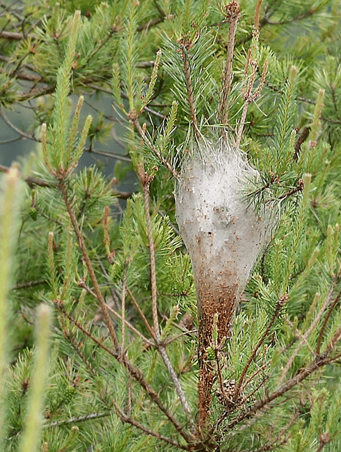 foto di un nido di processionaria del pino sopra un pino