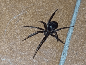 foto di un ragno non identificato